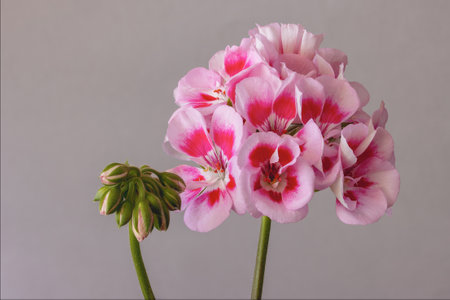 Royal pelargonium flowers - Pelargonium grandiflorum flowers with buds on gray background close upの写真素材