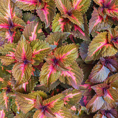 Decorative painted nettles, Coleus blumei, Plectranthus scutellarioides, Solenostemon scutellarioides - Coleus scutellarioides as background top viewの写真素材