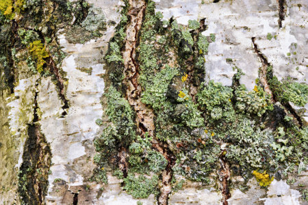 A close-up of the background reveals the detailed textures of birch bark, intricately covered with bright green moss.の写真素材