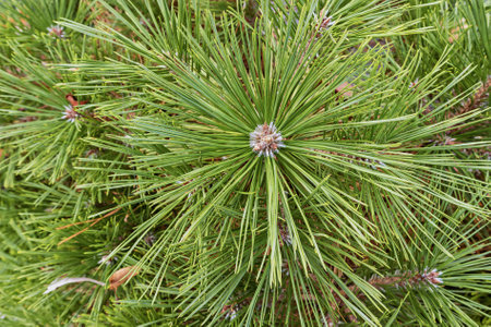 green pine needles arranged in groups showing their sharp points and natural beauty, perfect for...