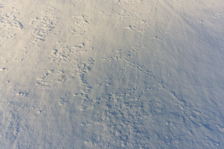 A vast expanse of snow displays gentle undulations and varied textures, softly illuminated by...