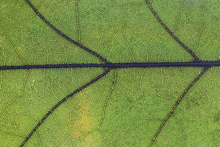 A close-up highlights the rich texture and veins of a green oak leaf, revealing the delicate...