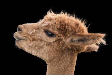 The portrait captures the charming profile of a brown llama, showcasing its soft fur and curious expression against a stark black background.の写真素材