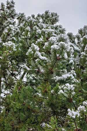 Snow gently blankets the branches of a pine tree, showing vibrant green needles contrasted with...