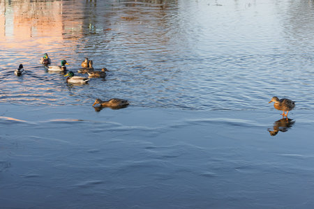 Ducks swim and waddle around a partially frozen pond, their reflections visible on the icy surface. Winter has arrived, bringing a tranquil and chilly atmosphere to the scene.の写真素材