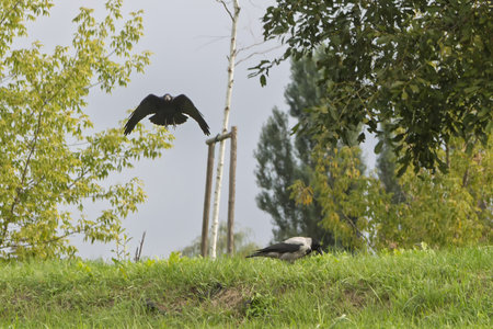 A black bird hovers in the air above a Corvus monedula bird on lush green grass. The background depicts a tranquil landscape of trees and a gray sky.の写真素材