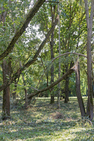 After a storm, sunlight filters through tall trees with bending branches and broken trees. The...