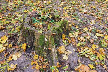 A rotting tree stump is adorned with bright green moss and small white mushrooms. Around it lie fallen yellow and brown leaves, signaling autumn.の写真素材