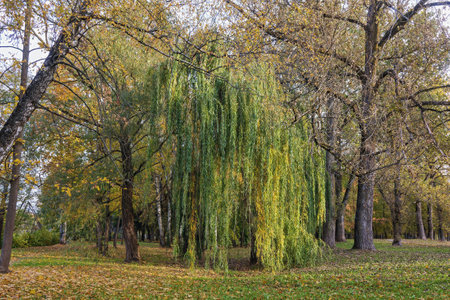A beautiful weeping willow with cascading branches dominates the park, nestled among trees adorned...