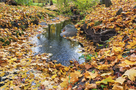 A calm stream flows gently through the park, covered in a blanket of gold and orange leaves. The peaceful atmosphere reflects the essence of the autumn in full swing.の写真素材
