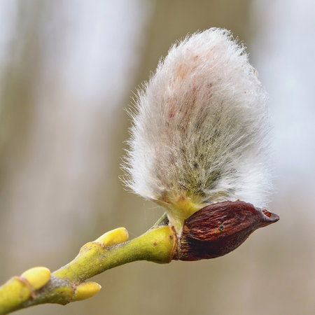 The Salix caprea bud opens in early spring, revealing a soft, fluffy texture against a serene natural backdrop. Growth signifies the arrival of warmer days and new beginnings.の写真素材