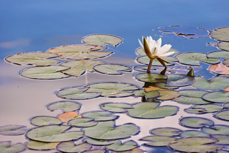 A white water lily Nymphaea alba opens its petals in calm water, surrounded by green lily pads. The sun shines brightly, creating a peaceful atmosphere.の写真素材
