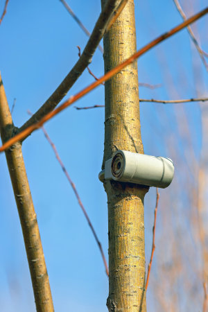 A locked padlock is visibly embedded in the trunk of a tree, symbolizing a union of nature and security.の写真素材