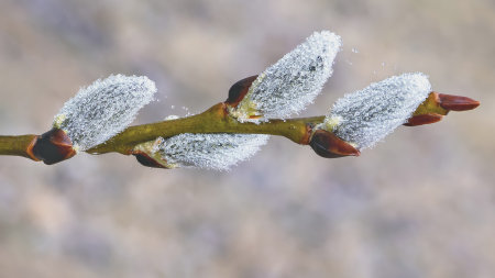 Salix caprea buds display delicate textures, showcasing the beauty of spring. This natural scene...