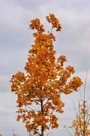 A maple tree displays bright orange leaves, signaling the arrival of autumn. An overcast sky...