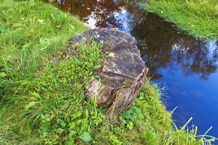 A weathered tree stump sits at the edge of a tranquil stream, partially covered with vibrant green grass and autumn leaves.の写真素材