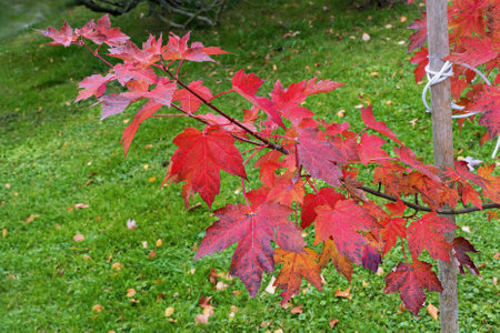 Bright red foliage of Acer rubrum contrasts beautifully with lush green grass, highlighting the...