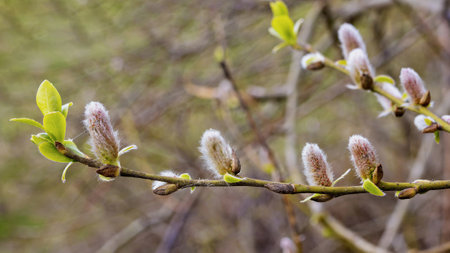 Buds of Salix caprea emerge in early spring, displaying soft, fuzzy textures and fresh green leaves....