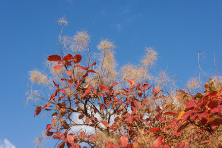 The plant, with its bright red leaves and soft, fluffy clusters, reaches for the bright blue sky,...