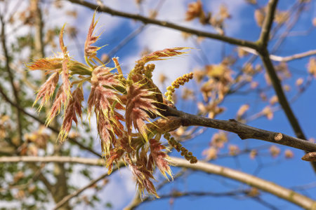 Newly formed oak buds and fresh leaves in spring display bright colors against a backdrop of clear blue skies.の写真素材