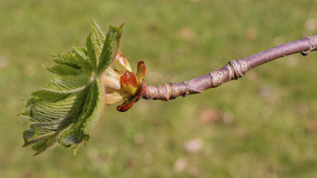 Chestnut buds open in the spring sunshine, revealing fresh green leaves that symbolize the awakening...