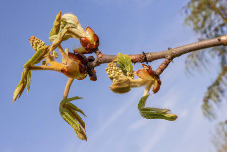 Chestnut tree buds begin to open, showing fresh green leaves and delicate flowers, capturing the...