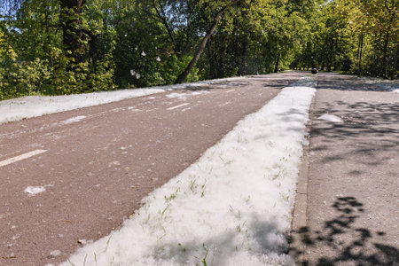 Fluffy white poplar seeds blanket the cycle path in a lush green park. Sunlight filters through the trees, creating a peaceful atmosphere on this spring day.の写真素材