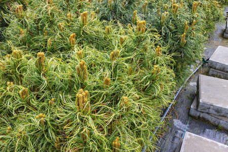 Lush Pinus Parviflora Bonnie Bergman plants fill the nursery space, showcasing vibrant new growth...