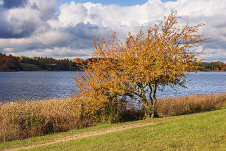 Golden leaves adorn a tree by a tranquil lake, surrounded by tall grass and a lush green path. The clouds add depth to the peaceful autumn landscape.の写真素材