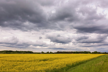 A vast field of blooming rapeseed flowers fills the landscape with bright yellow hues beneath a...