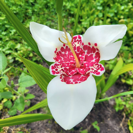 A white tigridia flower is in full bloom, showcasing striking red patterns at its center. Surrounding foliage enhances the beauty of this tropical plant on a bright, sunny day.の写真素材