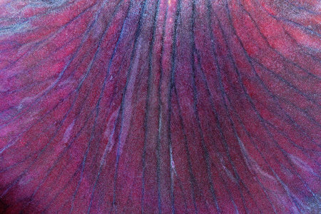 A close-up showing the intricate patterns and textures of the Siberian iris (Iris sibirica) in vibrant purple and red colors.の写真素材