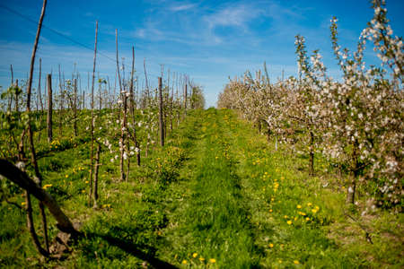 Blooming apple trees in the orchard road in the sprongの写真素材