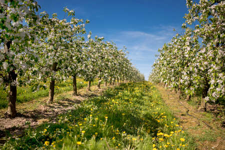 Blooming apple trees in the orchard road in the sprongの写真素材