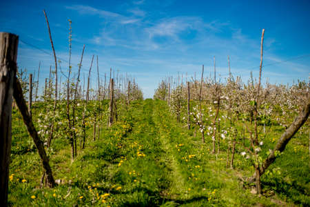 Blooming apple trees in the orchard road in the sprongの写真素材