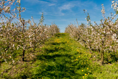 Blooming apple trees in the orchard road in the sprongの写真素材