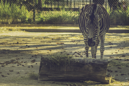Zebra (Equus quagga) bei der Fütterung mit Vintageeffekt ausgearbeitetの写真素材