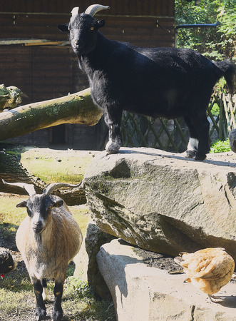 Stadtwald, St. PÃ¶lten, NiederÃ¶sterreich, Ãsterreich, Natur, Tiere, SteinbÃ¶cke, Hammerpark. Bild zeigt SteinbÃ¶cke im Freigehege.の写真素材