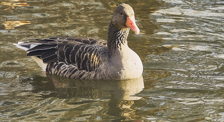 Bild zeigt Wildgans im Freigehegeの写真素材