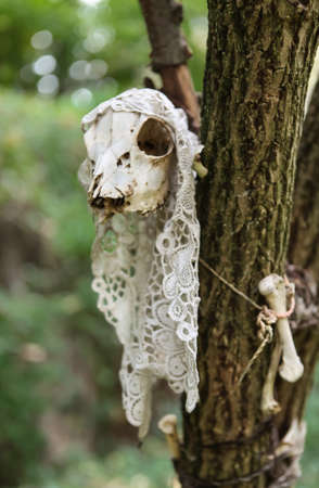 witch altar in tree with animal scull and bones, dress with laceの写真素材