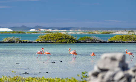 Heart formed by two flamingos (phoenicopteridae) in the salt flats in Bonaire (netherlands antilles)の写真素材
