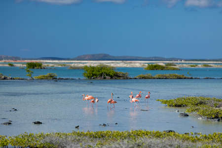 Flamingos in the salt flats in Bonaire (netherlands antilles)の写真素材