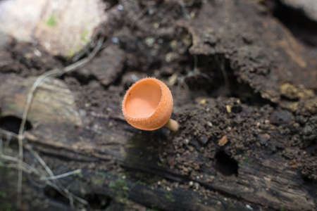 Mushroom orange fungi cup on decay wood in the rain forest/Champagne mushroom in rain forest,Thailand./Close up mushroom champagne in rain forest,Red champagne mushroom on nature background/の写真素材