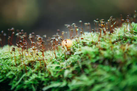 Tree fallen on the ground and covered with green moss and mushrooms blured backgroundの写真素材