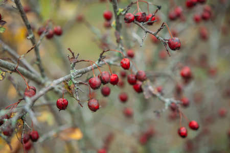 blurred defocused background landscape with yellow leaves and red berries in autumn