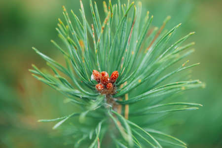 Defocused young fir-cone on blurred natural background Close-upの写真素材