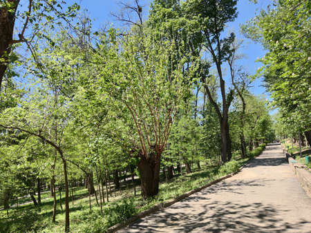 Alley in the old park. Green trees. Old willow.の写真素材