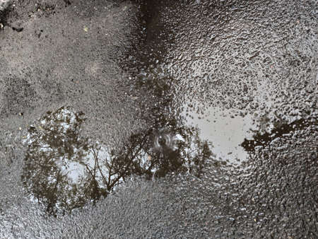 A meadow with a reflection after the rain. Wet black asphalt.の写真素材