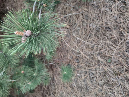 Dry brown earth, grass, spruce needles and fir cones.の写真素材