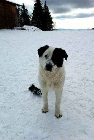 White dog with a black eye in the snow. Sinai. Romania